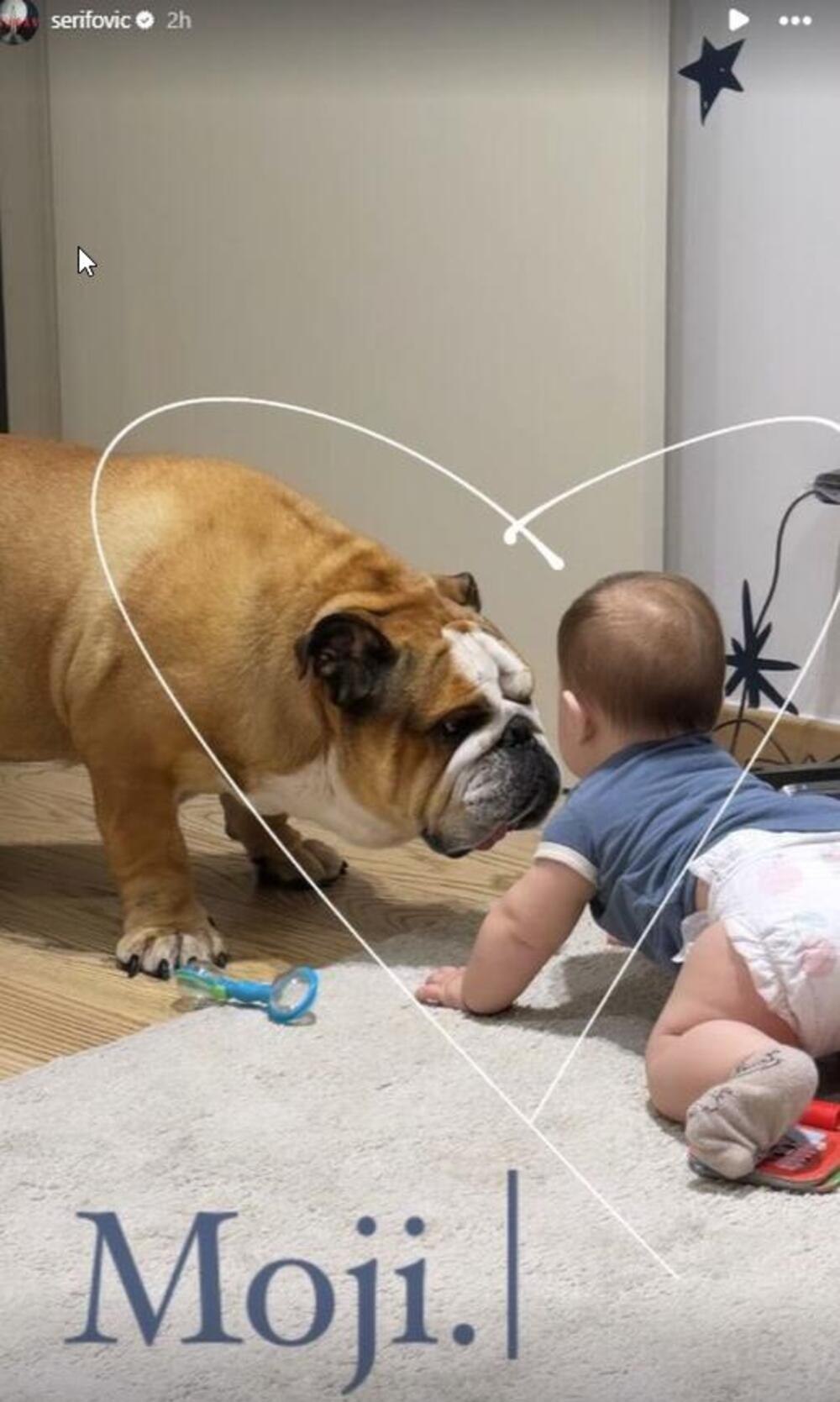 Pas i sin Marije Šerifović