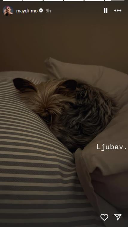 Maidin psić.jpg