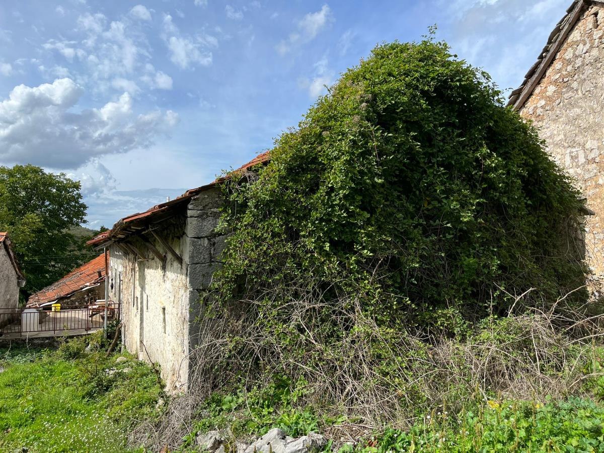 Djedovina Zdravka Čolića