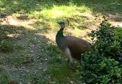 Paun kod kuće Tončija Huljića