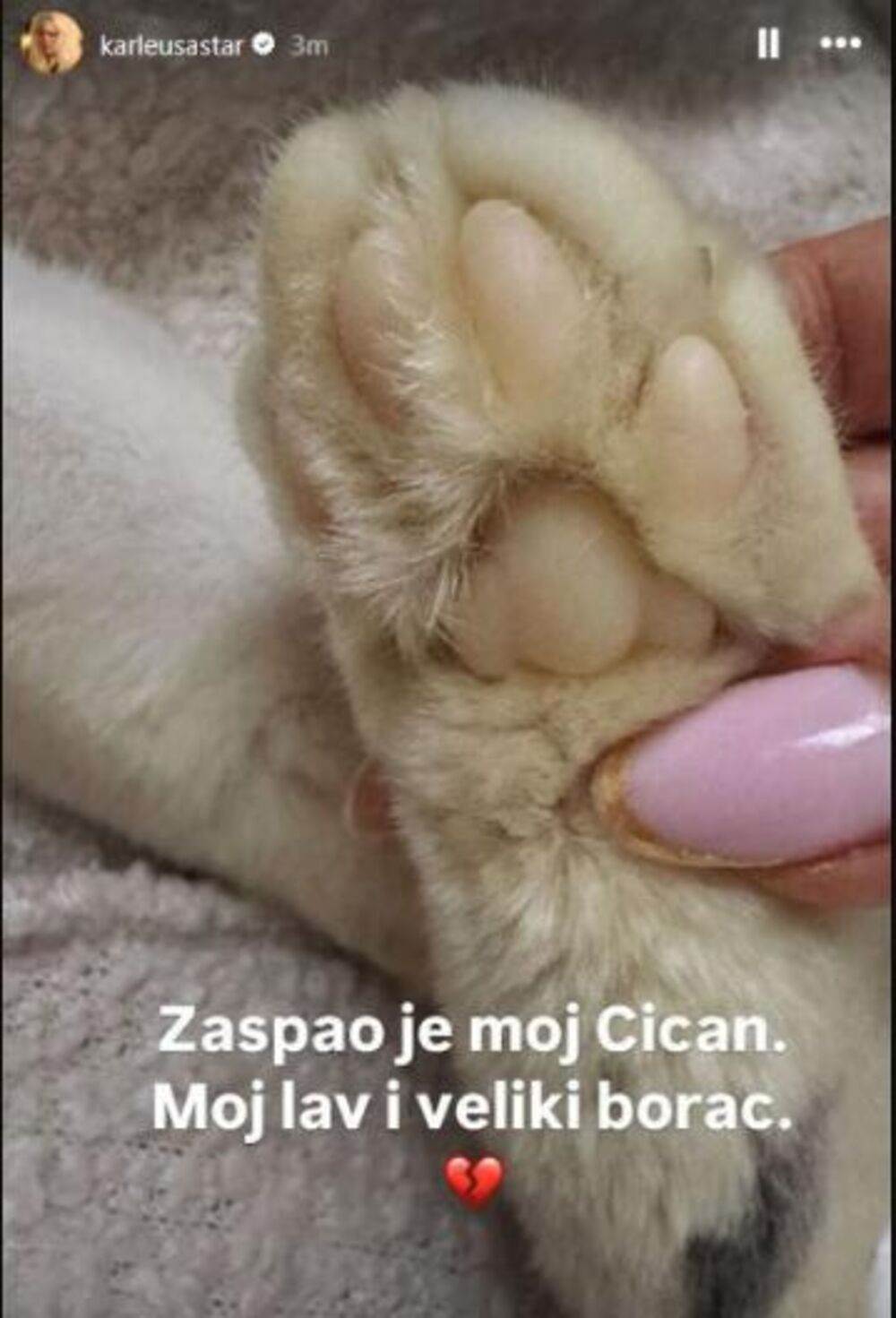 Mačak Jelene Karleuše