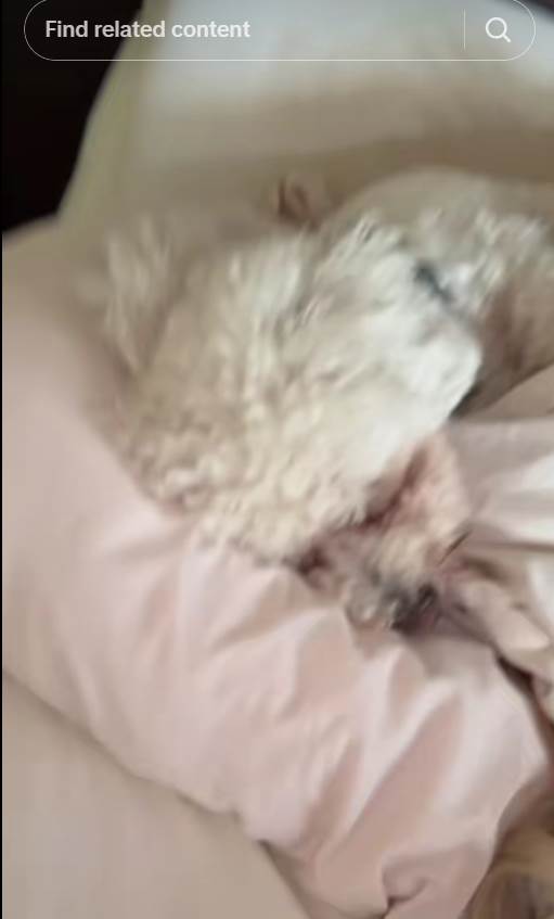 Psić Jelene Karleuše.jpg