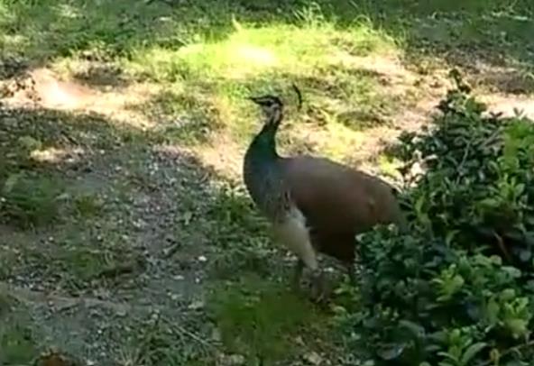 Paun kod kuće Tončija Huljića