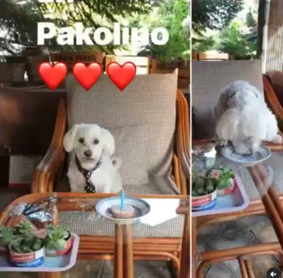 Kućni ljubimac Dragana Kojića Kebe